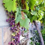 Aithonas Séjour à la campagne *